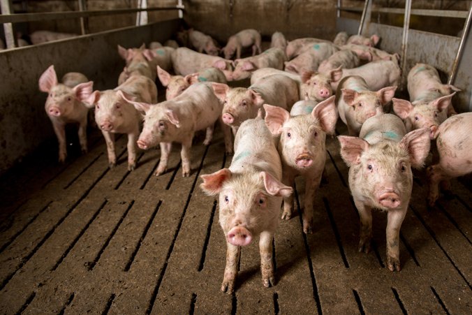 Images of pigs at a factory. 